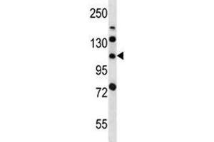 LRIG2 antibody western blot analysis in mouse bladder tissue lysate. (LRIG2 抗体  (AA 817-845))