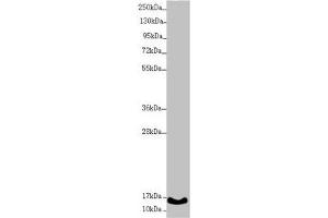 Western blot All lanes: UQCC2 antibody at 1. (MNF1 抗体  (AA 14-126))