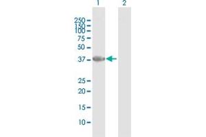 Western Blot analysis of PARD6A expression in transfected 293T cell line by PARD6A MaxPab polyclonal antibody. (PARD6A 抗体  (AA 1-345))