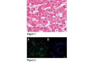Figure 1: ABIN185213 (5µg/ml) staining of paraffin embedded Human Liver. (IFT74 抗体  (C-Term))