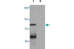 Western blot analysis of MSI2 in EL4 cell lysate with MSI2 polyclonal antibody  at 1 ug/mL. (MSI2 抗体  (N-Term))