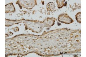 Immunostaining (ISt) image for anti-Ribosomal Protein S7 (RPS7) (AA 95-194) antibody (ABIN562725)