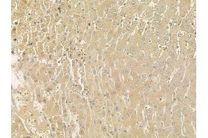 ABIN6266269 and ABIN6277402 at 1/100 staining human normal liver tissue by IHC-P.
