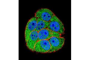 Confocal immunofluorescent analysis of XRCC5 Antibody (Center ) (ABIN655900 and ABIN2845300) with hela cell followed by Alexa Fluor 488-conjugated goat anti-rabbit lgG (green).
