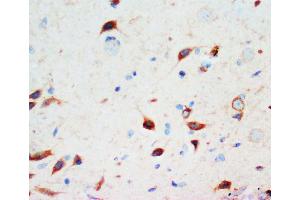 Anti-Secretogranin 3 antibody, IHC(P) IHC(P): Rat Brain Tissue (SCG3 抗体  (C-Term))