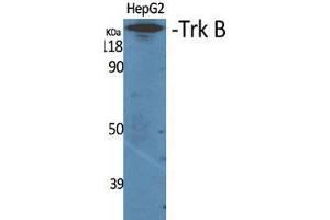 Western Blot (WB) analysis of specific cells using Trk B Polyclonal Antibody. (TRKB 抗体  (Thr184))
