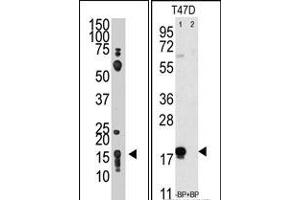 Image no. 1 for anti-CD90 (THY1) (N-Term) antibody (ABIN357443) (CD90 抗体  (N-Term))