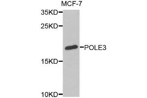 Western blot analysis of extracts of MCF-7 cells, using POLE3 antibody (ABIN5973867) at 1/1000 dilution. (POLE3 抗体)