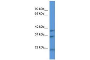 NECAP1 Antikörper  (AA 90-139)