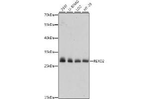 Western blot analysis of extracts of various cell lines, using REXO2 antibody (ABIN7269955) at 1:1000 dilution. (REXO2 抗体  (AA 26-237))