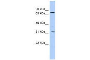 Image no. 1 for anti-Solute Carrier Family 23 (Nucleobase Transporters), Member 2 (SLC23A2) (AA 251-300) antibody (ABIN6740847) (SLC23A2 抗体  (AA 251-300))