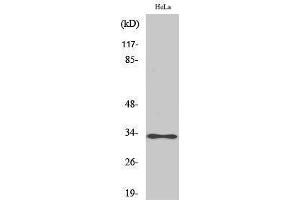 Western Blotting (WB) image for anti-ATP Synthase, H+ Transporting, Mitochondrial F1 Complex, gamma Polypeptide 1 (ATP5C1) (Internal Region) antibody (ABIN6280659)