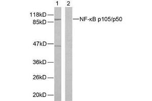 Western blot analysis of extracts from HeLa cells using NF-κB p105/p50 (Ab-893) antibody (E021018). (NFKB1 抗体)