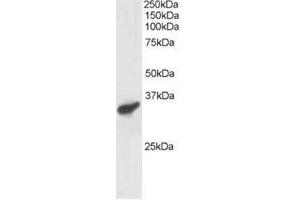 Image no. 1 for anti-Polycomb Group Ring Finger 3 (PCGF3) (C-Term) antibody (ABIN374301) (PCGF3 抗体  (C-Term))