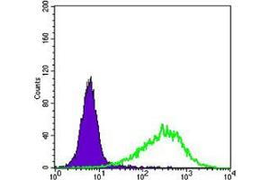 Flow cytometric analysis of NIH/3T3 cells using Rab25 mouse mAb (green) and negative control (purple). (RAB25 抗体)
