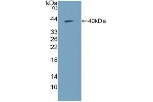 Detection of Recombinant NPY, Human using Polyclonal Antibody to Neuropeptide Y (NPY) (NPY 抗体  (AA 30-97))
