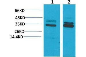 Western Blot (WB) analysis of 1) Mouse Brain Tissue, 2)Rat Brain Tissue, with CLIC4 Rabbit Polyclonal Antibody diluted at 1:2000.