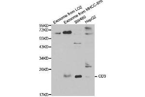 Western blot analysis of extracts of various cell lines, using CD9 antibody. (CD9 抗体  (AA 112-195))