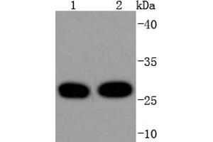 Lane 1: Hela, Lane 2: MCF-7 cell lysates, probed with 14-3-3 Theta (5G1) Monoclonal Antibody  at 1:1000 overnight at 4˚C. (14-3-3 theta 抗体)
