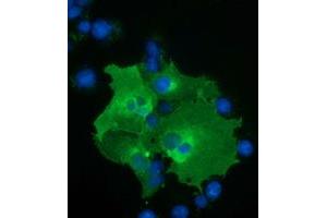 Anti-BTN1A1 mouse monoclonal antibody (ABIN2452839) immunofluorescent staining of COS7 cells transiently transfected by pCMV6-ENTRY BTN1A1 (RC223852). (BTN1A1 抗体)