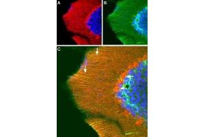 Immunohistochemistry (IHC) image for anti-Glutamate Receptor, Ionotropic, AMPA 3 (GRIA3) (AA 60-73), (Extracellular) antibody (ABIN7043222)