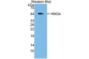 Detection of Recombinant MBP, Rat using Monoclonal Antibody to Major Basic Protein (MBP) (Major Basic Protein 抗体  (AA 80-219))