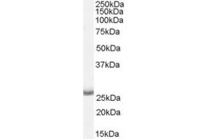 APH1A 抗体  (Internal Region)