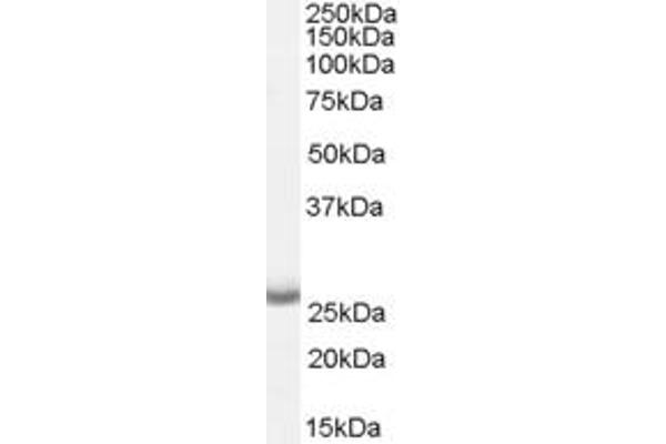 APH1A 抗体  (Internal Region)