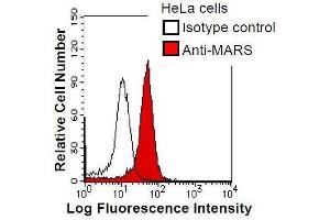 HeLa cells were fixed in 2% paraformaldehyde/PBS and then permeabilized in 90% methanol. (Mars (MARS) 抗体)
