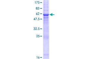 LYSMD4 Protein (AA 1-297) (GST tag)