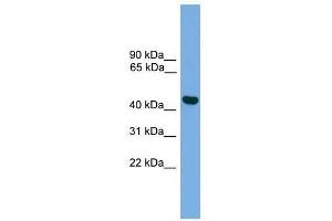 BRF2 antibody used at 0. (BRF2 抗体  (Middle Region))