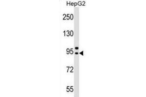 Western Blotting (WB) image for anti-Adaptor-Related Protein Complex 4, beta 1 Subunit (AP4B1) antibody (ABIN2999339) (AP4B1 抗体)