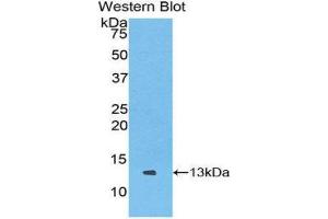 Western Blotting (WB) image for anti-Chemokine (C Motif) Ligand 1 (XCL1) (AA 27-107) antibody (ABIN1859694) (XCL1 抗体  (AA 27-107))