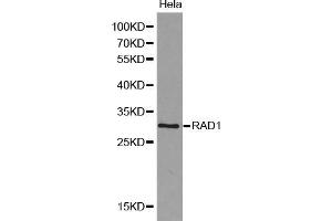 Western blot analysis of extracts of HeLa cells, using RAD1 antibody (ABIN5970410). (RAD1 抗体)