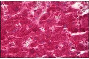 Formalin-Fixed, Paraffin-Embedded Human Liver stained with CYP39A1 (CYP39A1 抗体  (C-Term))