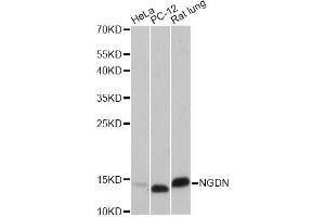 Western blot analysis of extracts of various cell lines, using VAMP8 antibody (ABIN6293662) at 1:1000 dilution. (VAMP8 抗体)