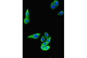 Immunofluorescent analysis of HepG2 cells using ABIN7166537 at dilution of 1:100 and Alexa Fluor 488-congugated AffiniPure Goat Anti-Rabbit IgG(H+L)