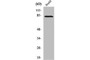 Western Blot analysis of HepG2 cells using RBAK Polyclonal Antibody (RBAK 抗体  (N-Term))