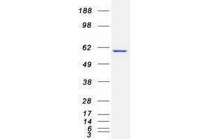 Western Blotting (WB) image for Collapsin Response Mediator Protein 1 (CRMP1) (Transcript Variant 2) protein (Myc-DYKDDDDK Tag) (ABIN2712565)