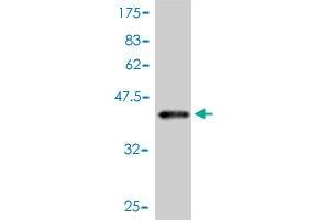 Western Blot detection against Immunogen (41. (Leptin 抗体  (AA 22-167))