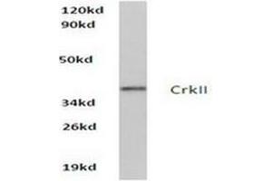 Image no. 2 for anti-V-Crk Sarcoma Virus CT10 Oncogene Homolog (Avian) (CRK) antibody (ABIN265373) (Crk 抗体)