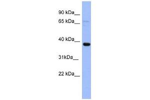 IER5 antibody used at 1 ug/ml to detect target protein. (IER5 抗体  (N-Term))