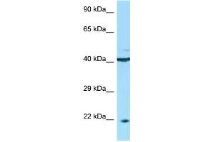 WB Suggested Anti-TNFRSF13C Antibody Titration: 1. (TNFRSF13C 抗体  (C-Term))