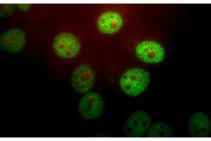 HeLa cells stained with PIN1 antibody (1:1,000 dilution, green) and monoclonal to fibrillarin, 38F3 (red). (PIN1 抗体)