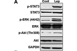 Western Blotting (WB) image for anti-Mitogen-Activated Protein Kinase 3 (MAPK3) antibody (ABIN361833)