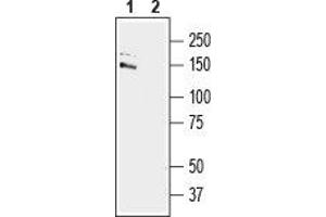 Western blot analysis of mouse brain lysate:1. (Glutamate Receptor Interacting Protein 1 (GRIP1) Peptide)
