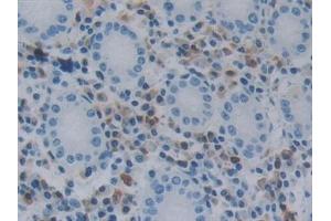 Immunohistochemistry (IHC) image for anti-Nitric Oxide Synthase 1 (Neuronal) Adaptor Protein (NOS1AP) (AA 285-506) antibody (ABIN7442639)