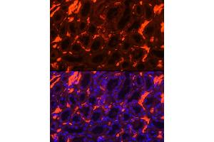 Immunofluorescence (IF) image for anti-Solute Carrier Family 4, Anion Exchanger, Member 1 (erythrocyte Membrane Protein Band 3, Diego Blood Group) (SLC4A1) (AA 1-353) antibody (ABIN7270459)