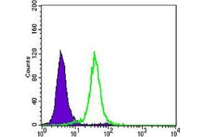Flow cytometric analysis of Hela cells using CCNB1 mouse mAb (green) and negative control (purple). (Cyclin B1 抗体)