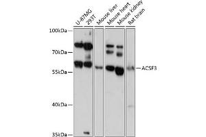 Western blot analysis of extracts of various cell lines, using  antibody (ABIN6131462, ABIN6136454, ABIN6136455 and ABIN6217879) at 1:3000 dilution. (ACSF3 抗体  (AA 270-450))